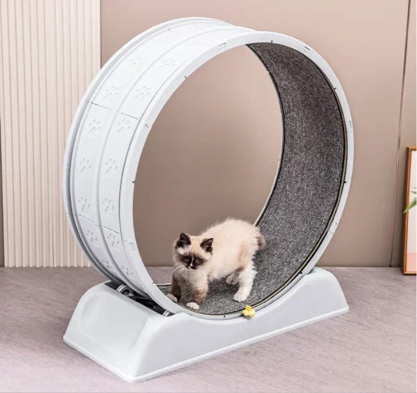 Roue pour Chat Silencieuse