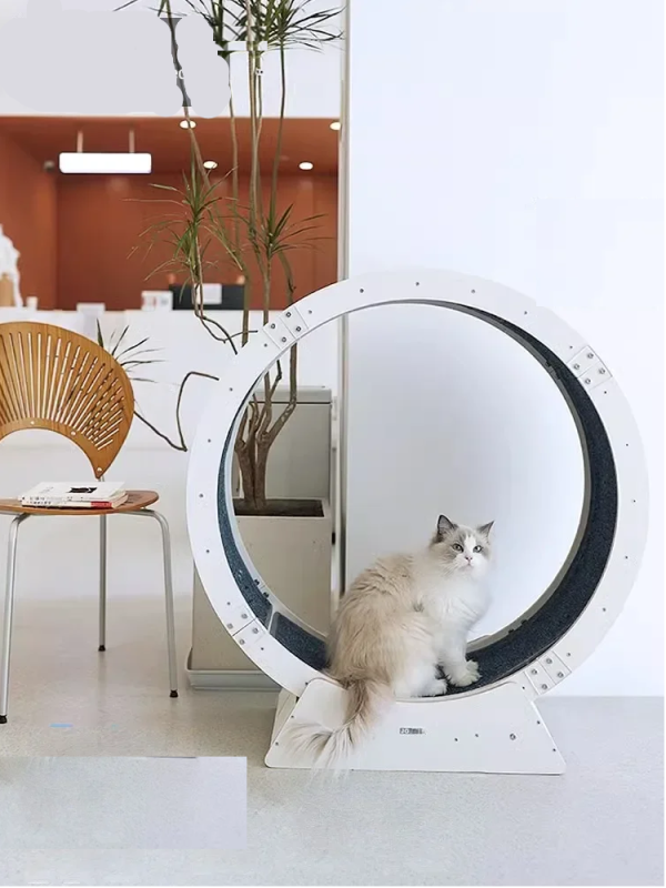 Roue d'Exercice multicouche pour Chat Silencieuse