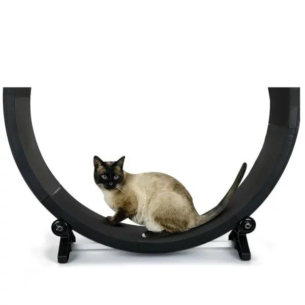 Roue Chat Fitness