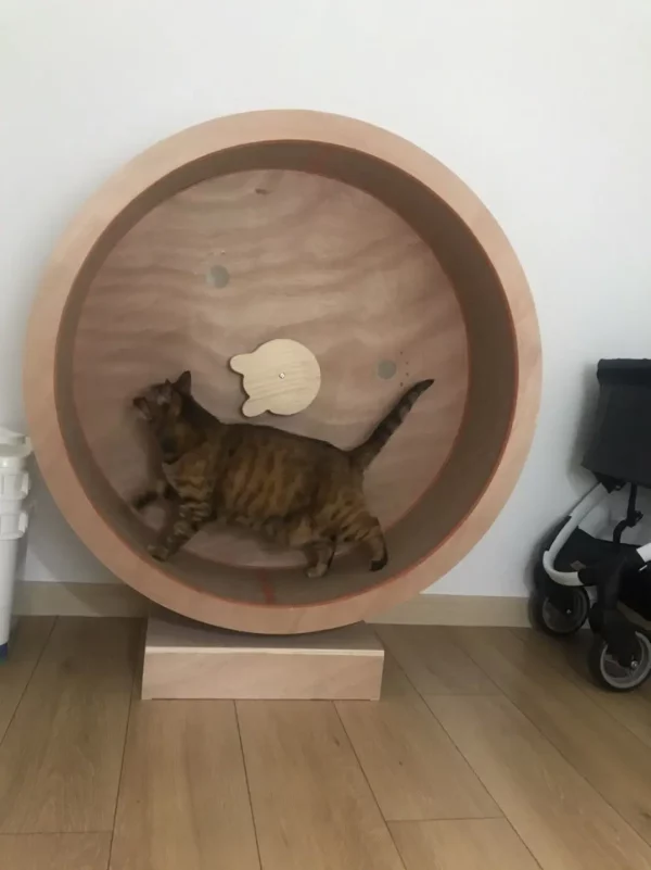 Roue d'exercice en bois pour chat