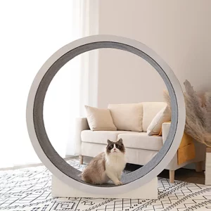 Roue Fitness Chat Silencieuse