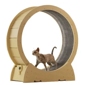 Roue Chat Exercice Amusant