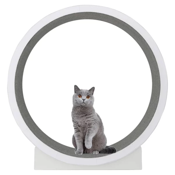 Roue gymnastque pour chat