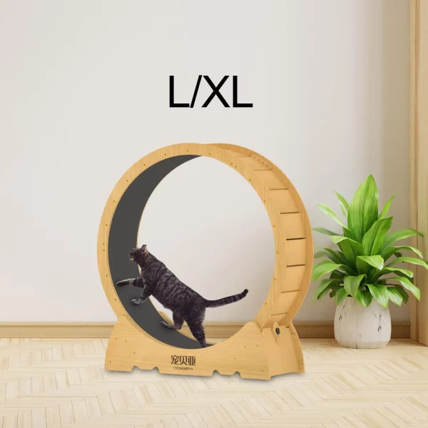 Roue d'Exercice Silencieuse pour Chat